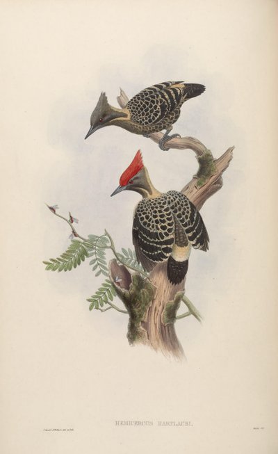 Hemicercus hartlaubi = Hemicircus concretus sordidus door John Gould